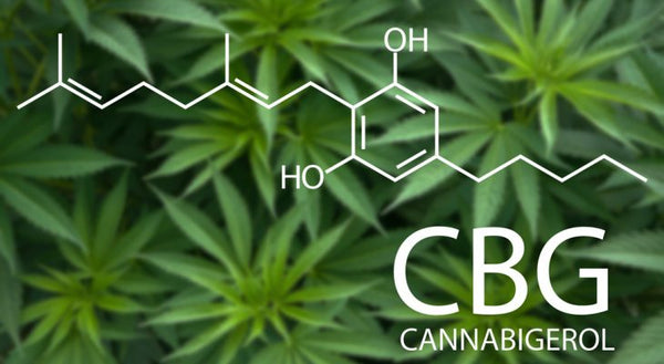 What Is CBG (Cannabigerol) & What Does This Cannabinoid Do?
