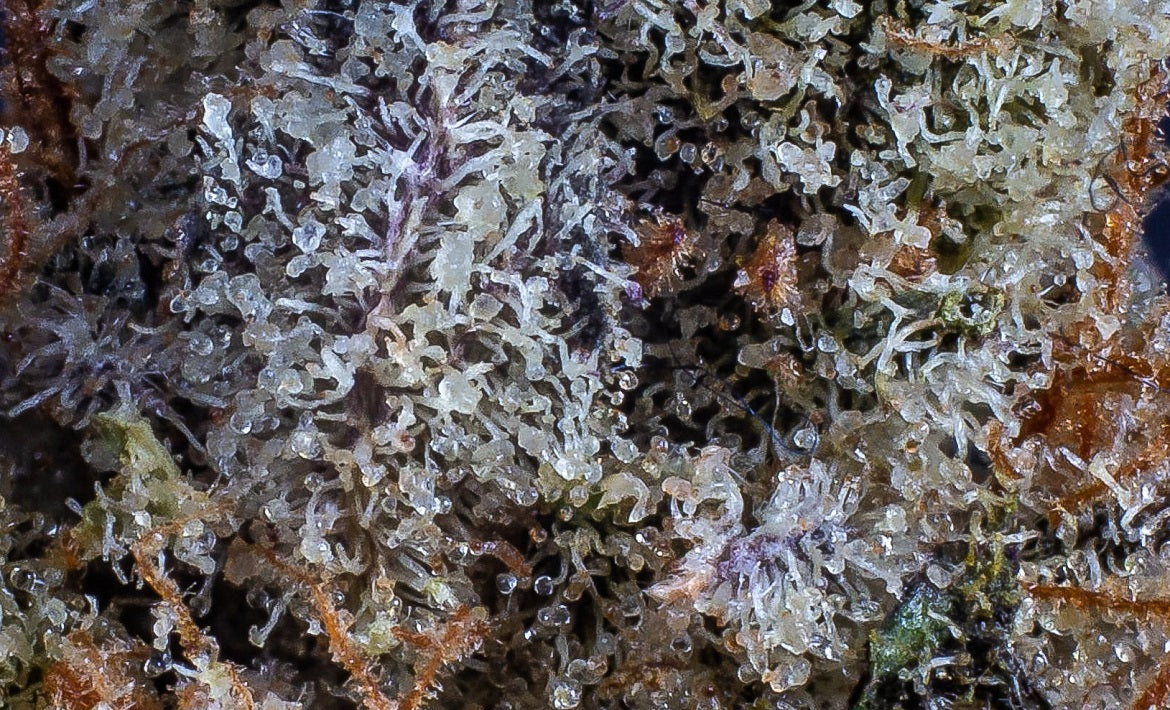 Delta-10 THC: The backdrop