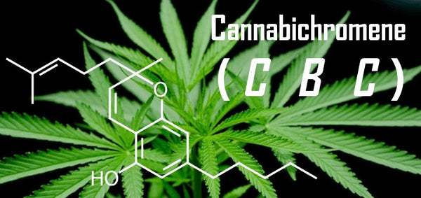 What Is CBC (Cannabichromene) & What Are the Benefits of This Cannabinoid?