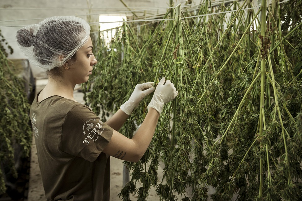 CBD OIL AND ANXIETY DISORDERS