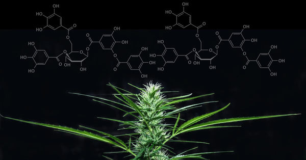 Newly Discovered Cannabinoids THCP And CBDP