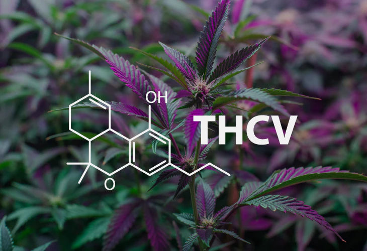 The Differences Between CBD, CBDA, CBDV, THC and THCV