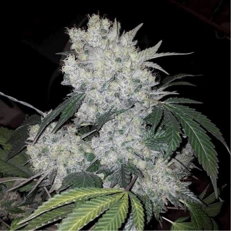 White Widow Auto