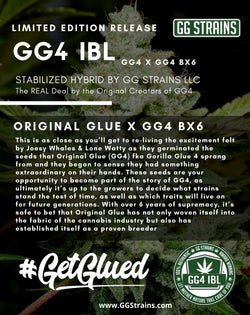 GG4 IBL Regular Seeds